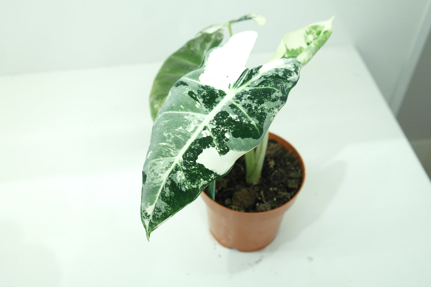 Alocasia frydec variegata