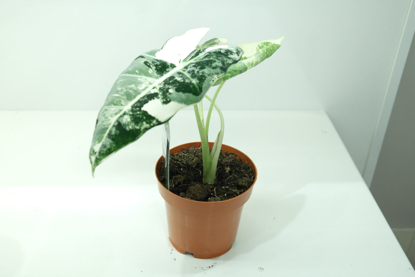 Alocasia frydec variegata