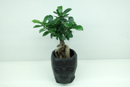 Ficus ginseng avec son pot visage