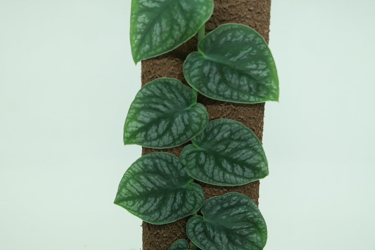 Monstera dubia