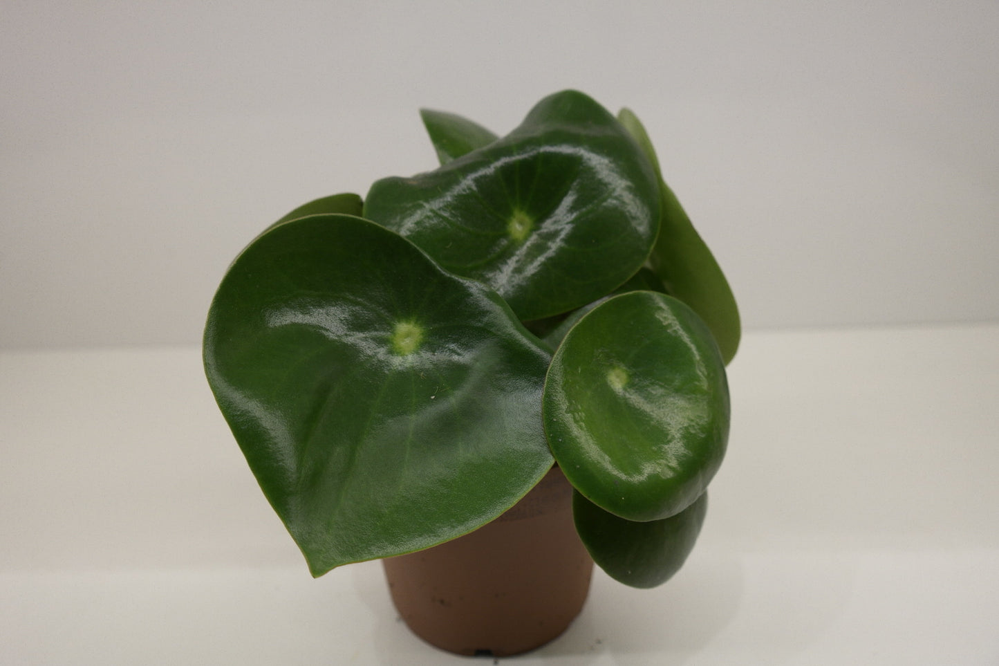 Peperomia polybot 'raindorp'