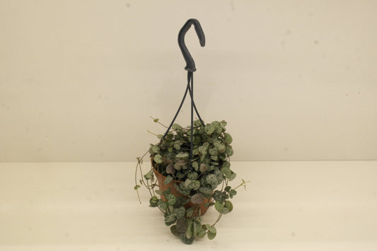 Ceropegia woodii