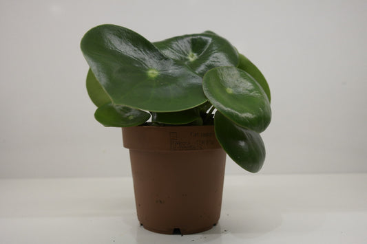 Peperomia polybot 'raindorp'