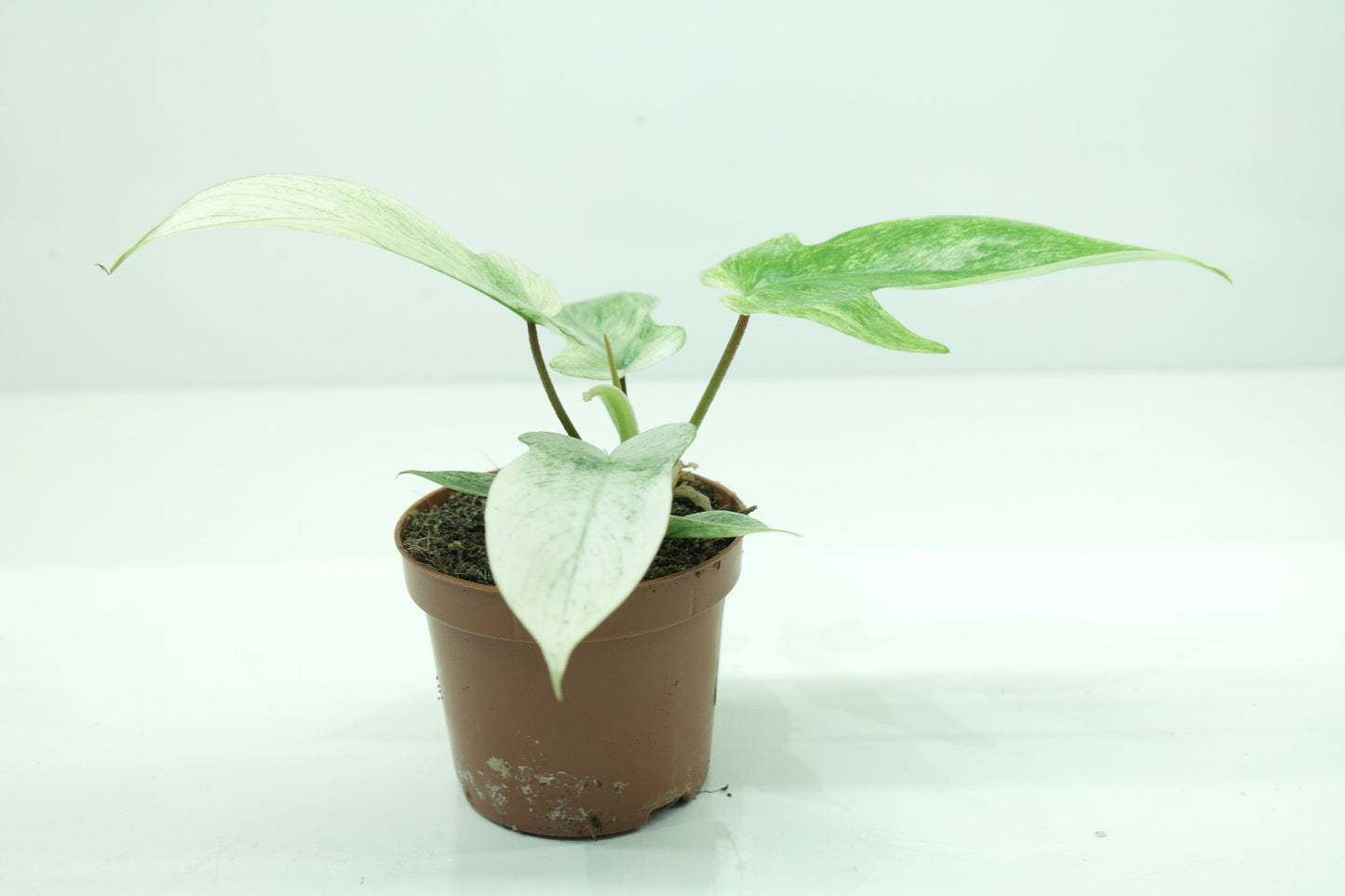 Philodendron florida ghost 'mint'