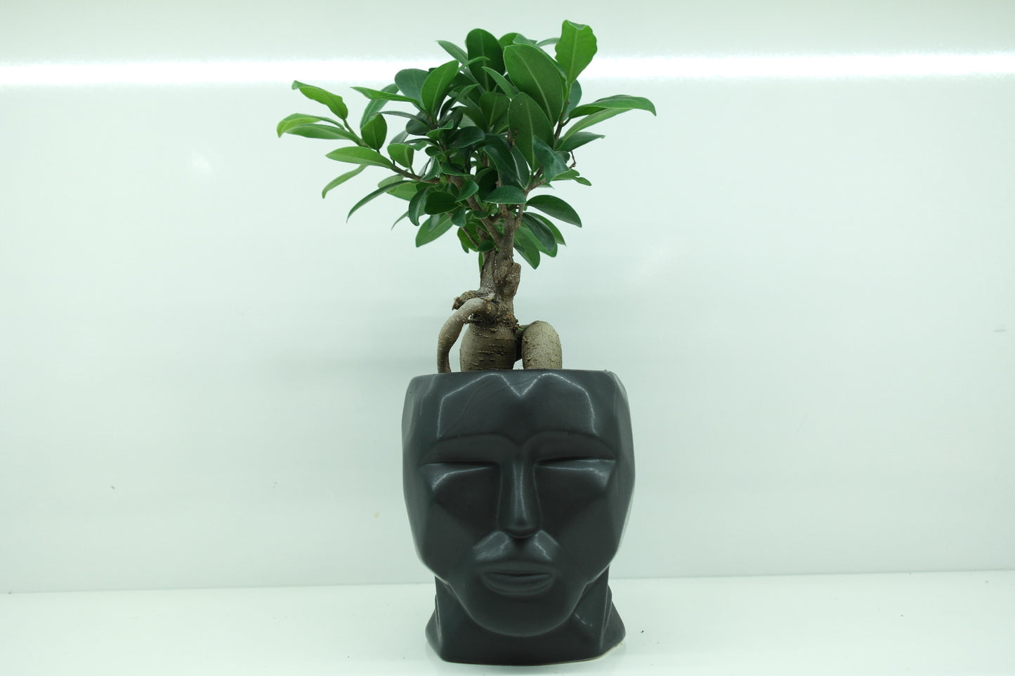 Ficus ginseng avec son pot visage