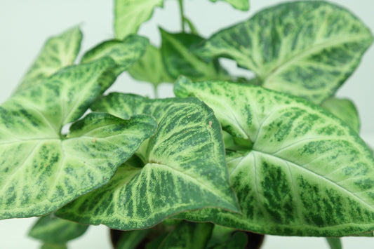 Syngonium podophyllum