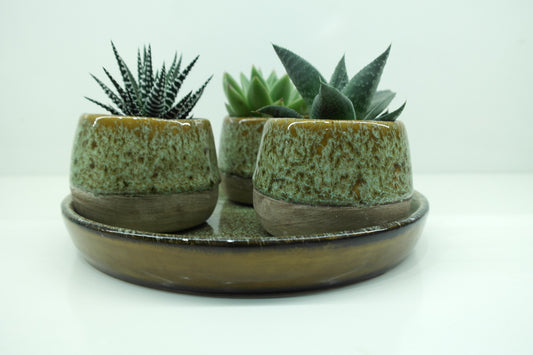 Succulentes trio avec assiettes émaillées